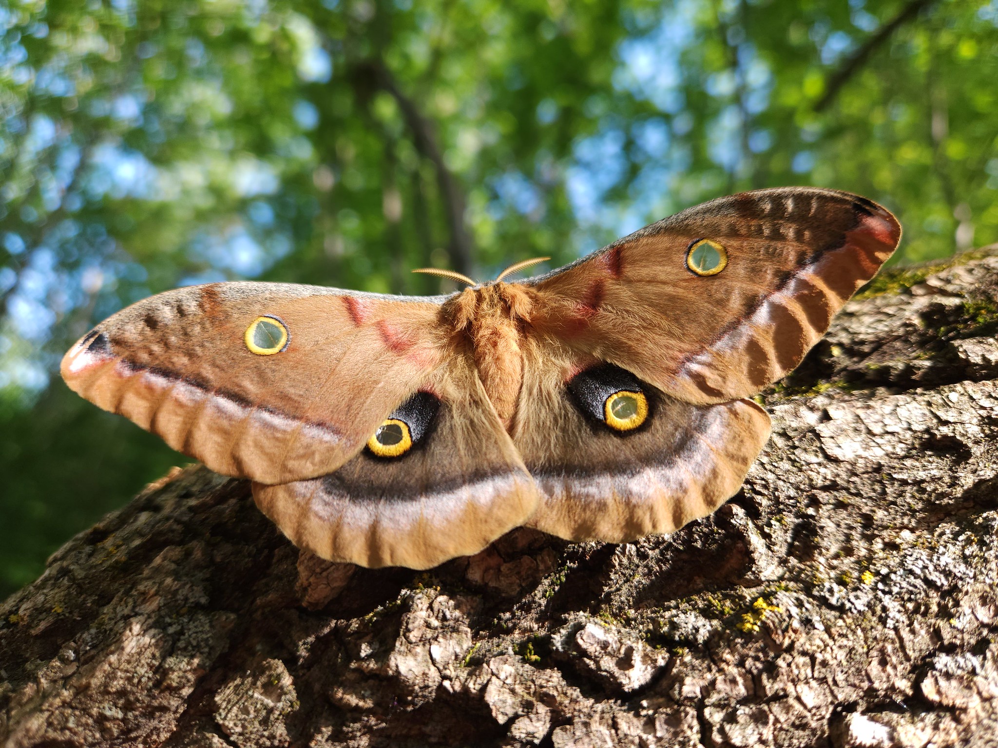Polyphemus moth female by S Weizenbach