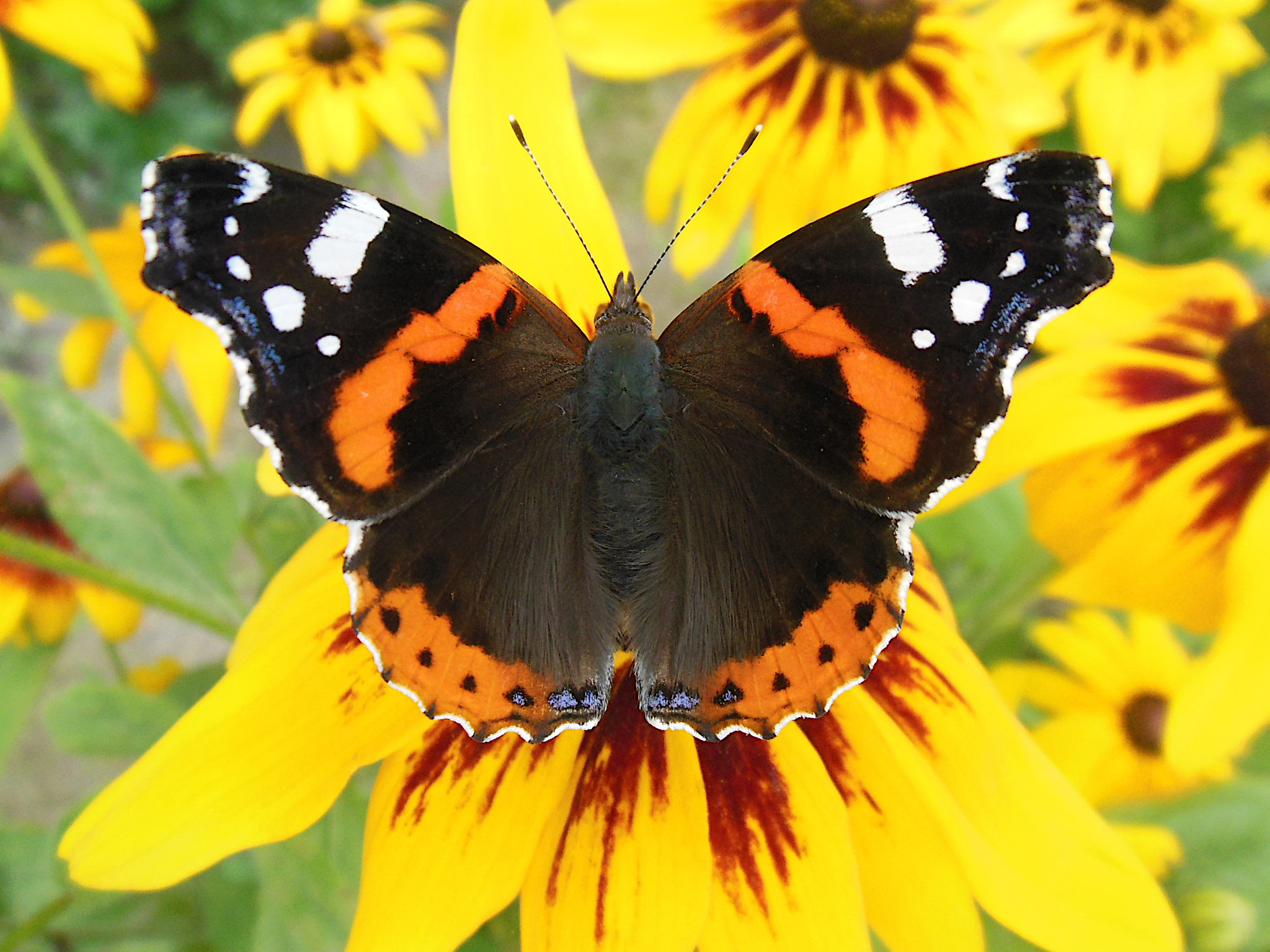 Red Admiral by Logi Aer