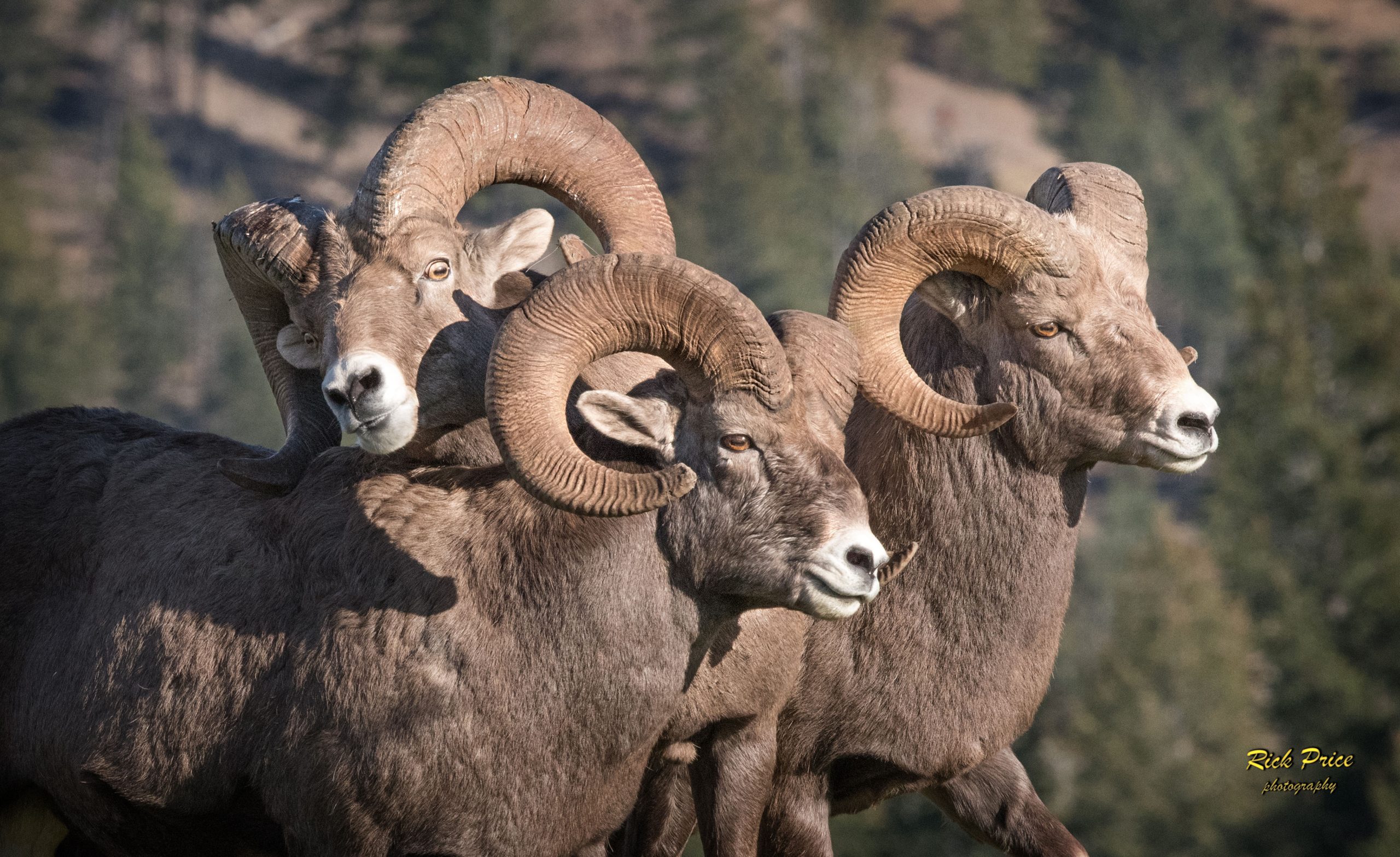 Bighorn rams will occasionally go on forays of over 30 km from their normal home range, potentially spreading Movi to new herds. RICK PRICE