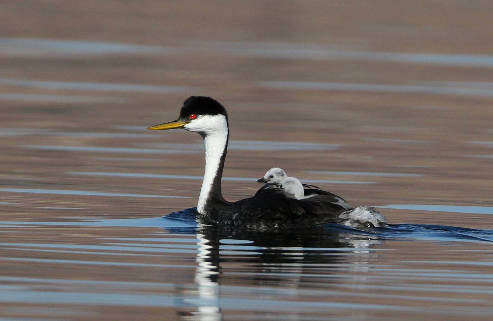The western grebe has a long, graceful neck, bright red eyes, and distinctive black and white colouration. TOM BENSON.