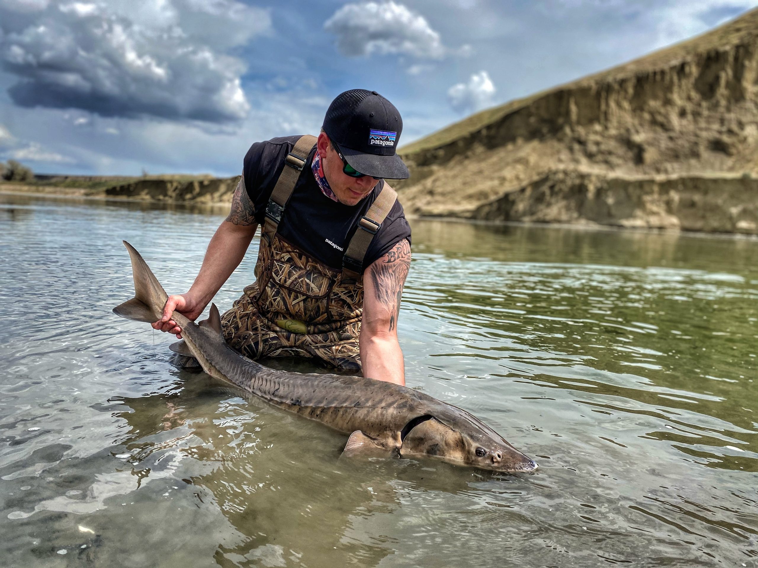 A medium-sized lake sturgeon from the South Saskatchewan River population, now isolated by the Gardiner Dam. CHAD KASTERN