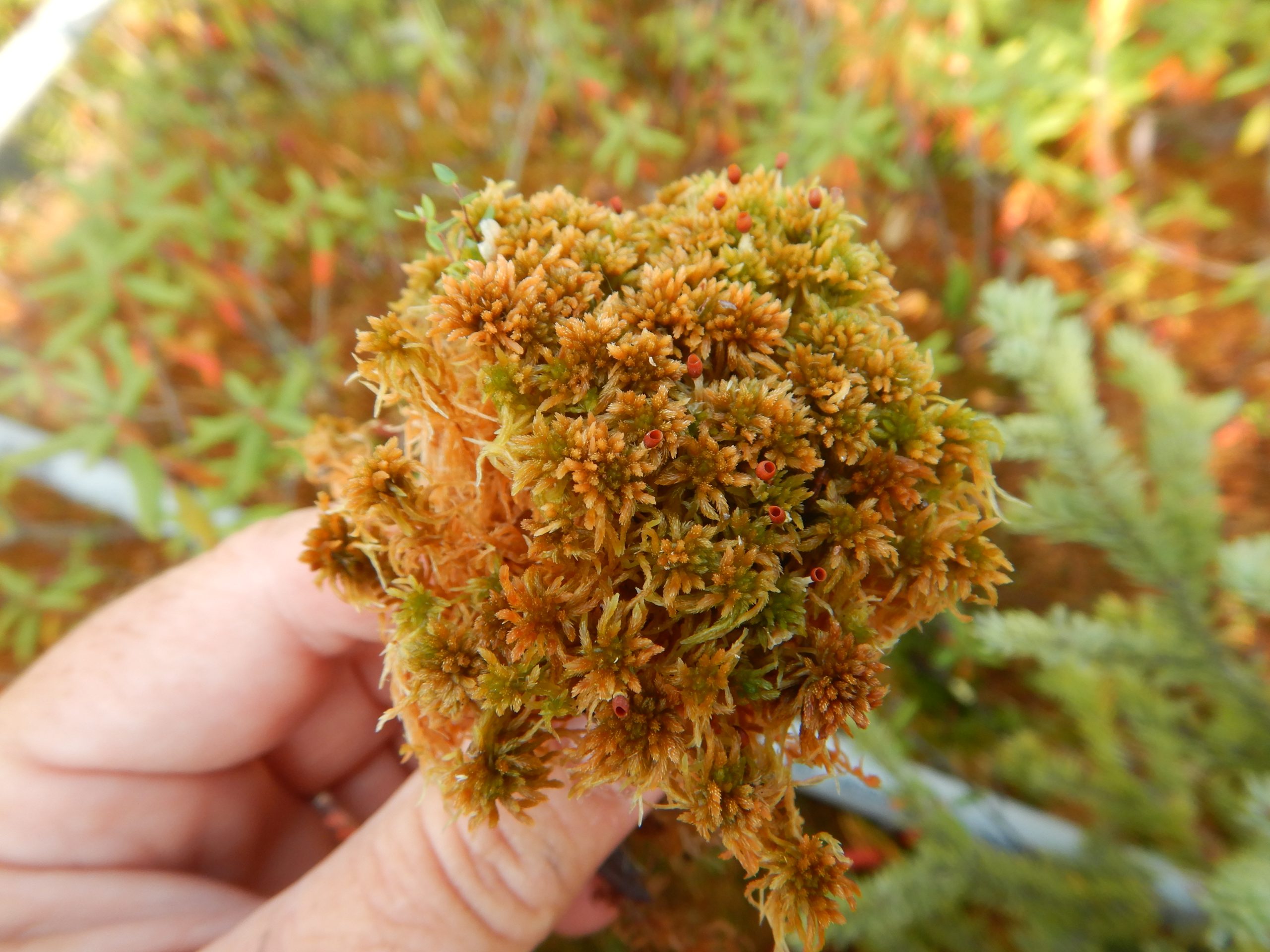 There are over 60 different species of mosses found in bogs and fens in Alberta. Sphagnum mosses are one of the most common groups. TINA MCLEAN