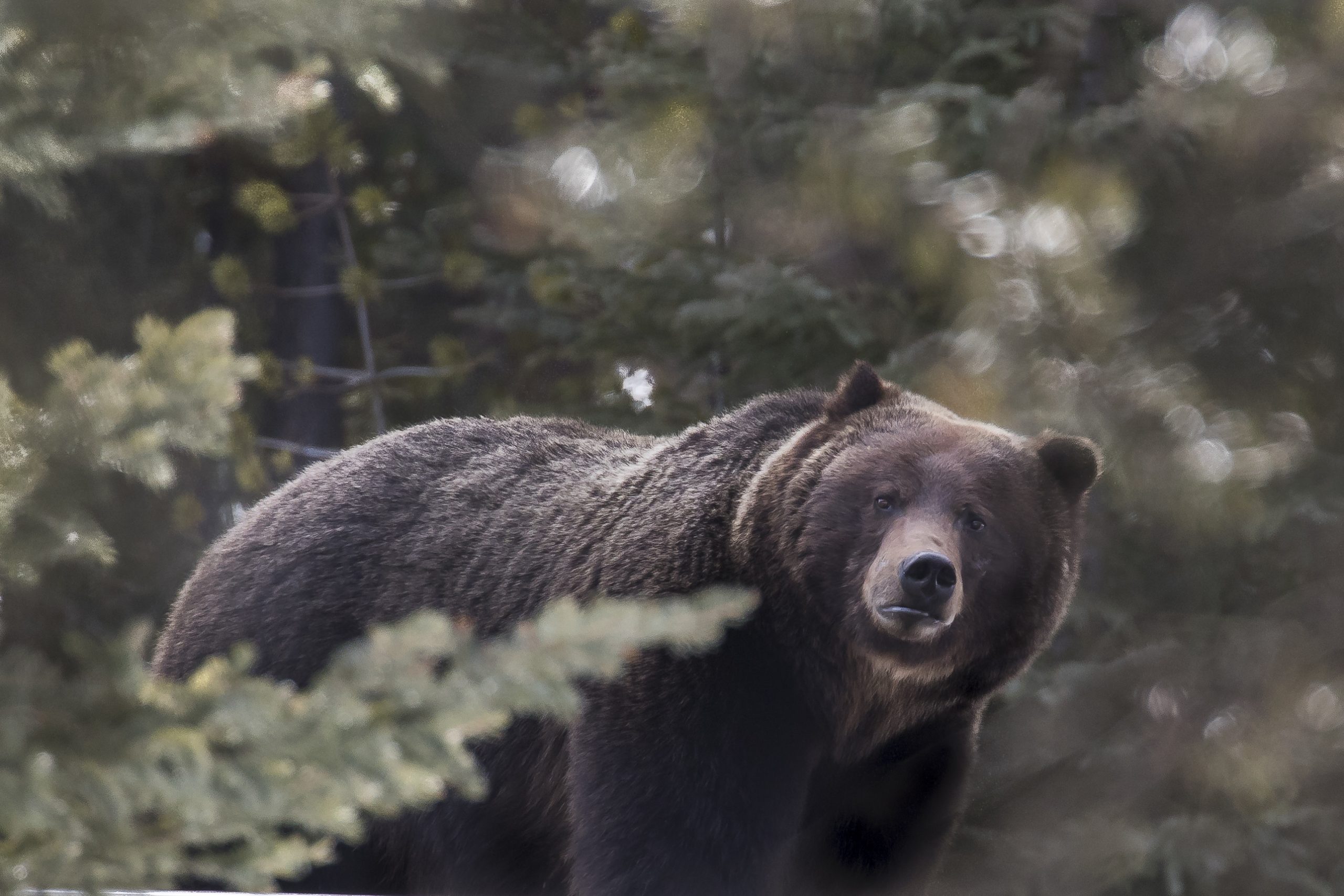 Grizzly bear photo by Rick Price