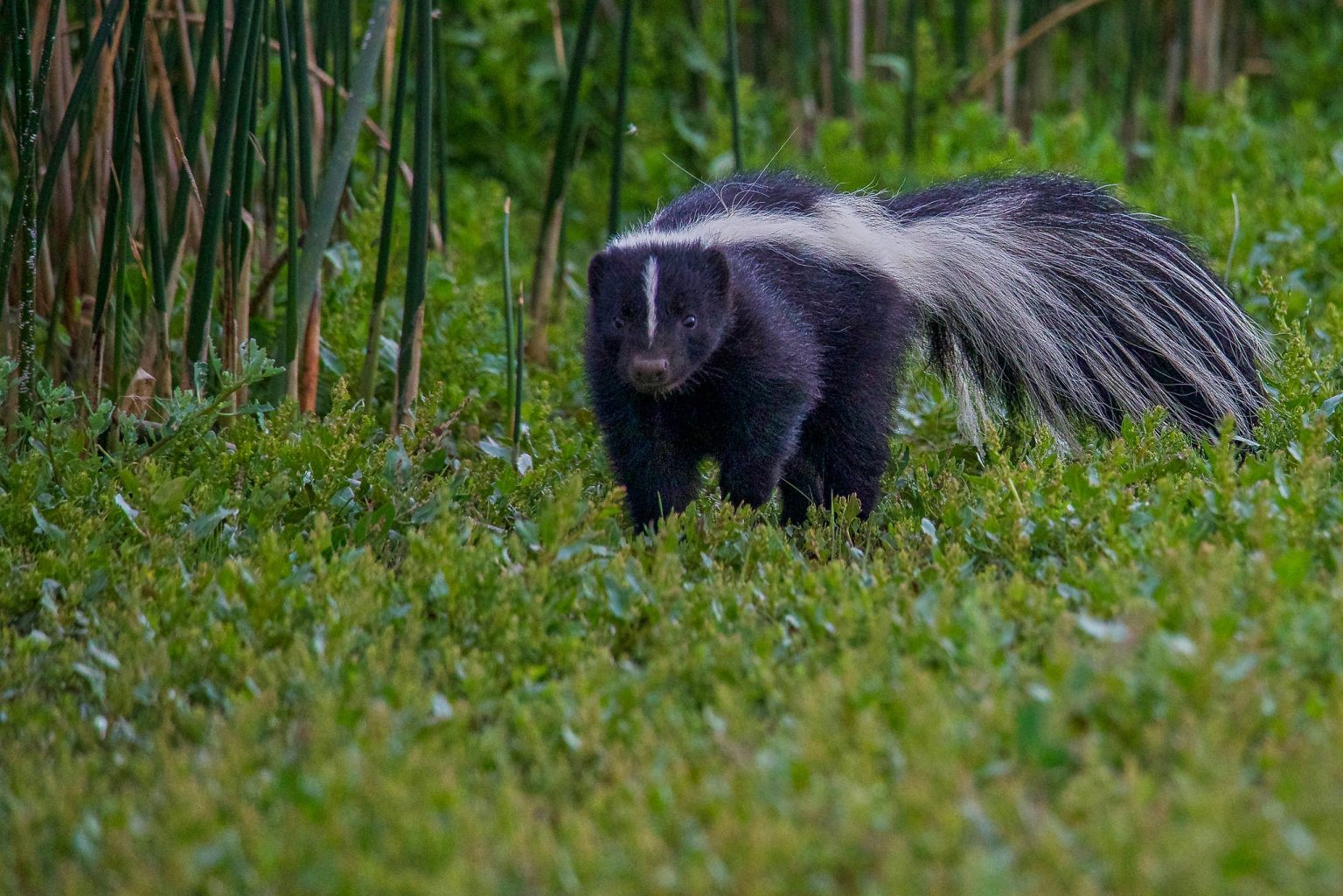 Sharing Our Space: No Need To Turn Up Your Nose At Skunks - Nature Alberta