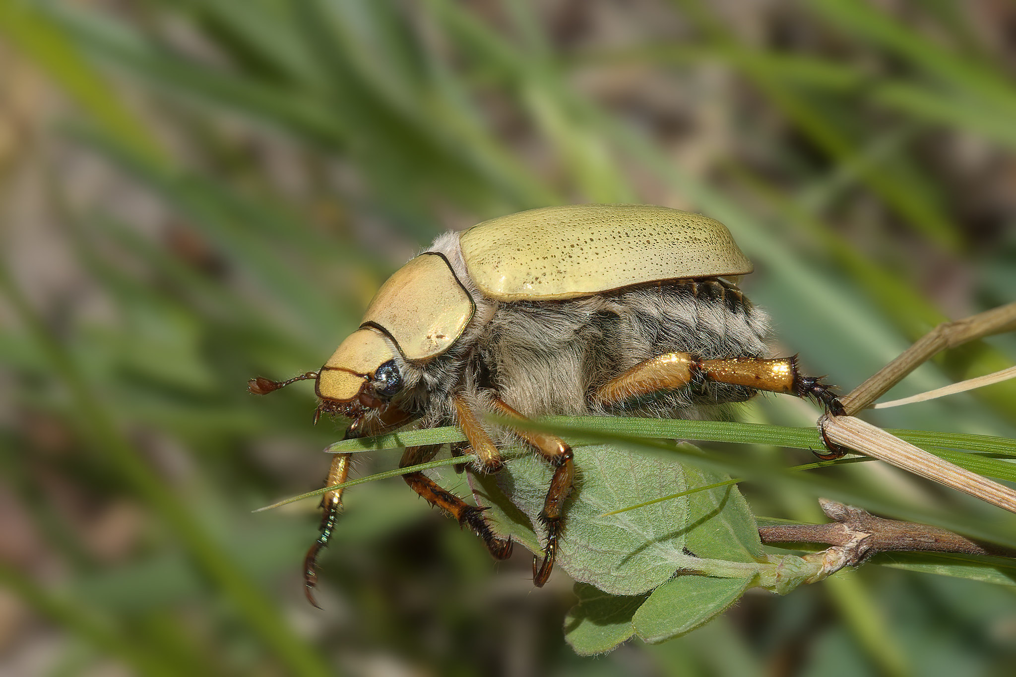 Goldsmith beetle by R SCHNEIDER