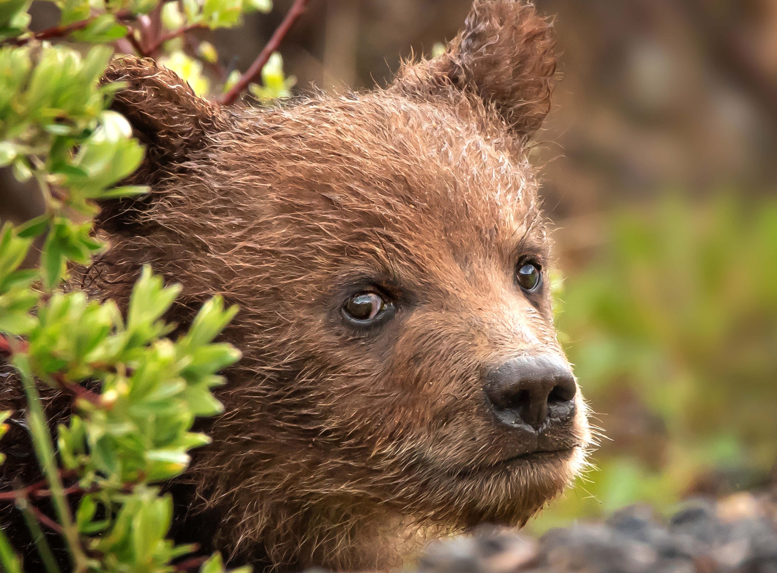 Grizzly Cub by Rick Price