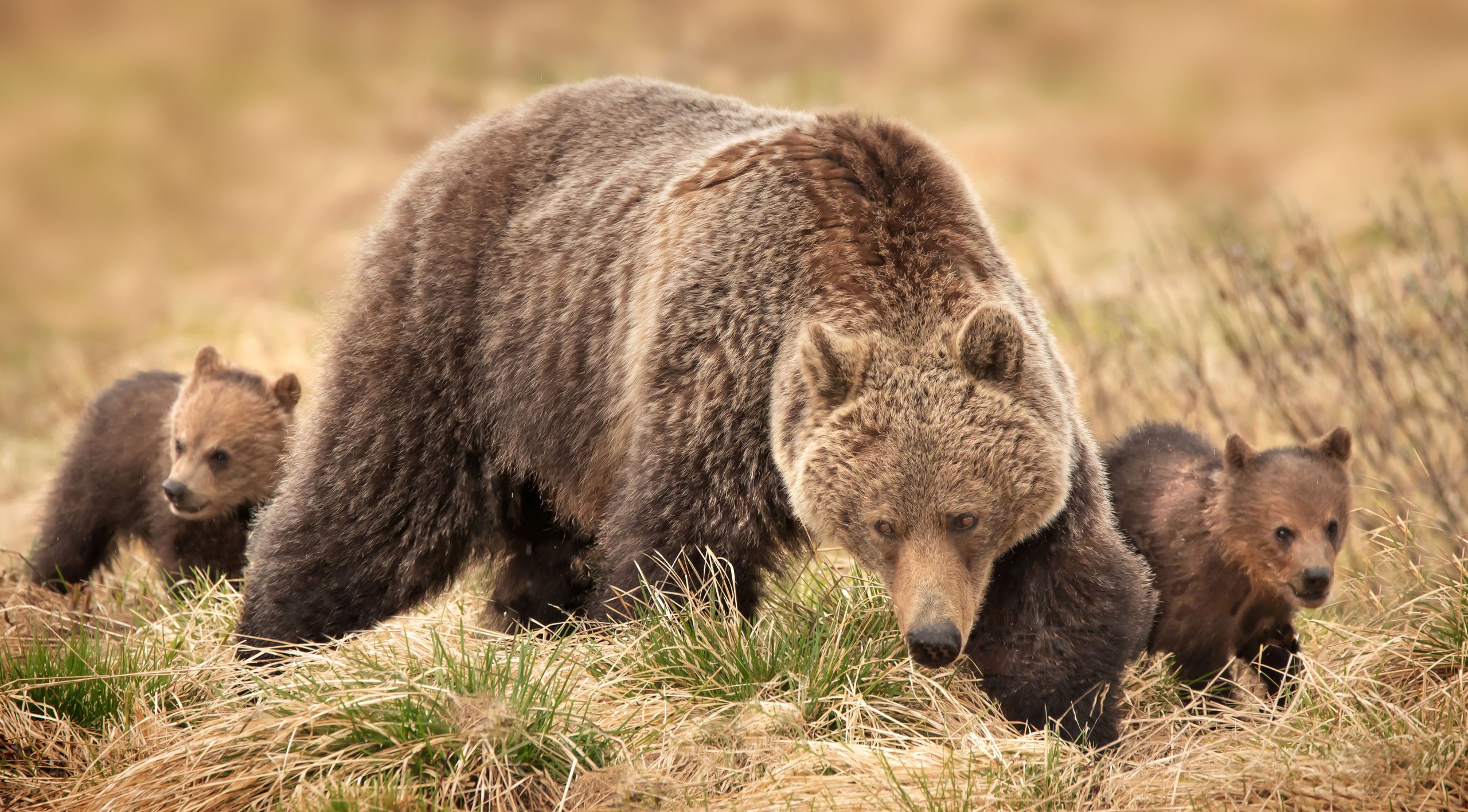 Grizzly with cubs by Rick Price