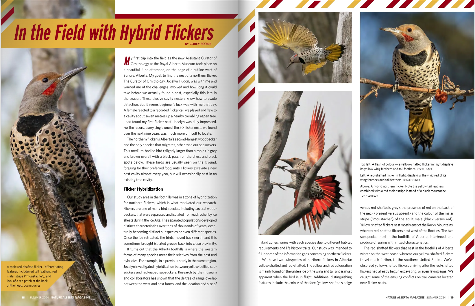 Hybrid Flickers Article Summer24