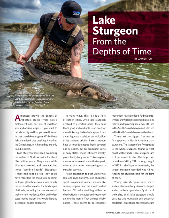 Lake Sturgeon Article