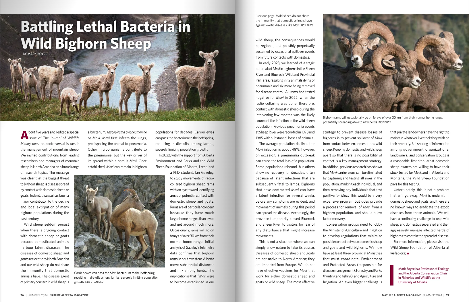 Bighorn Sheep Summer 24 Article