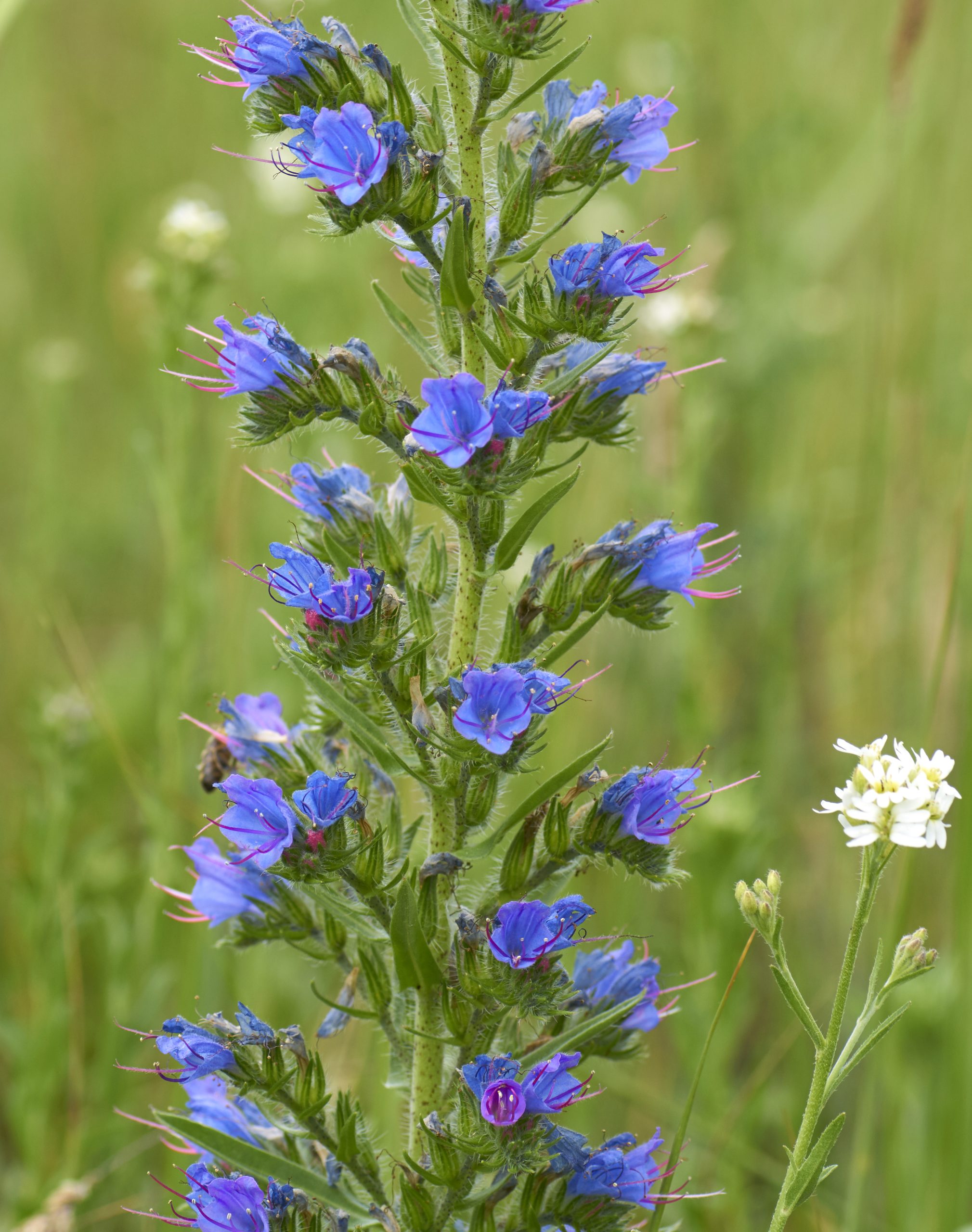 Left: Blueweed (Echium vulgare) is a
noxious weed. It is widespread in the
southwesternmost part of Alberta.
KASJANEK, AISC