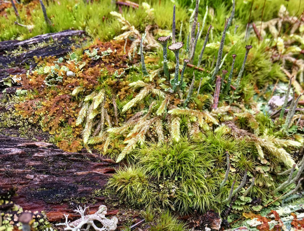 Mosses and liverworts growing in harmony
on a decaying log. BRITTNEY MILLER