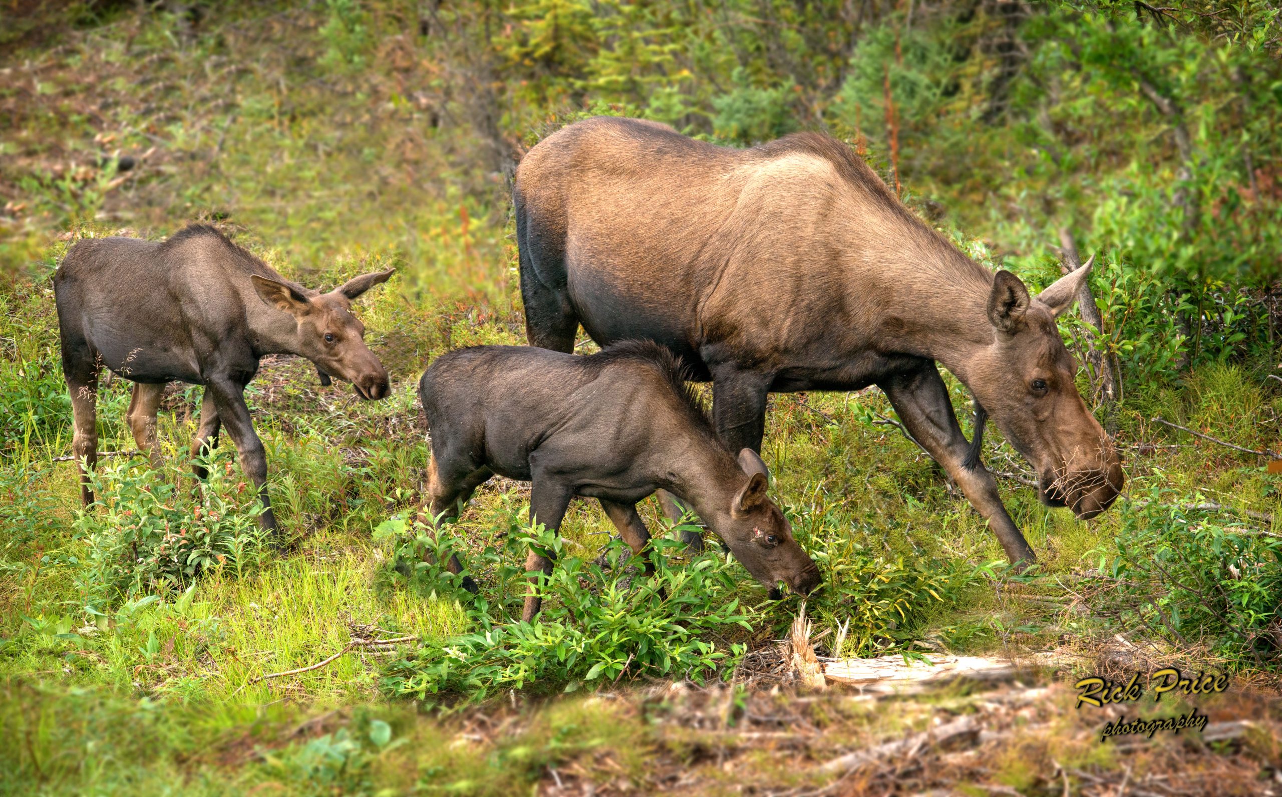 Hunting quotas for big game such as moose should be derived from evidence-based field
surveys, not manipulated to appease special interests. RICK PRICE