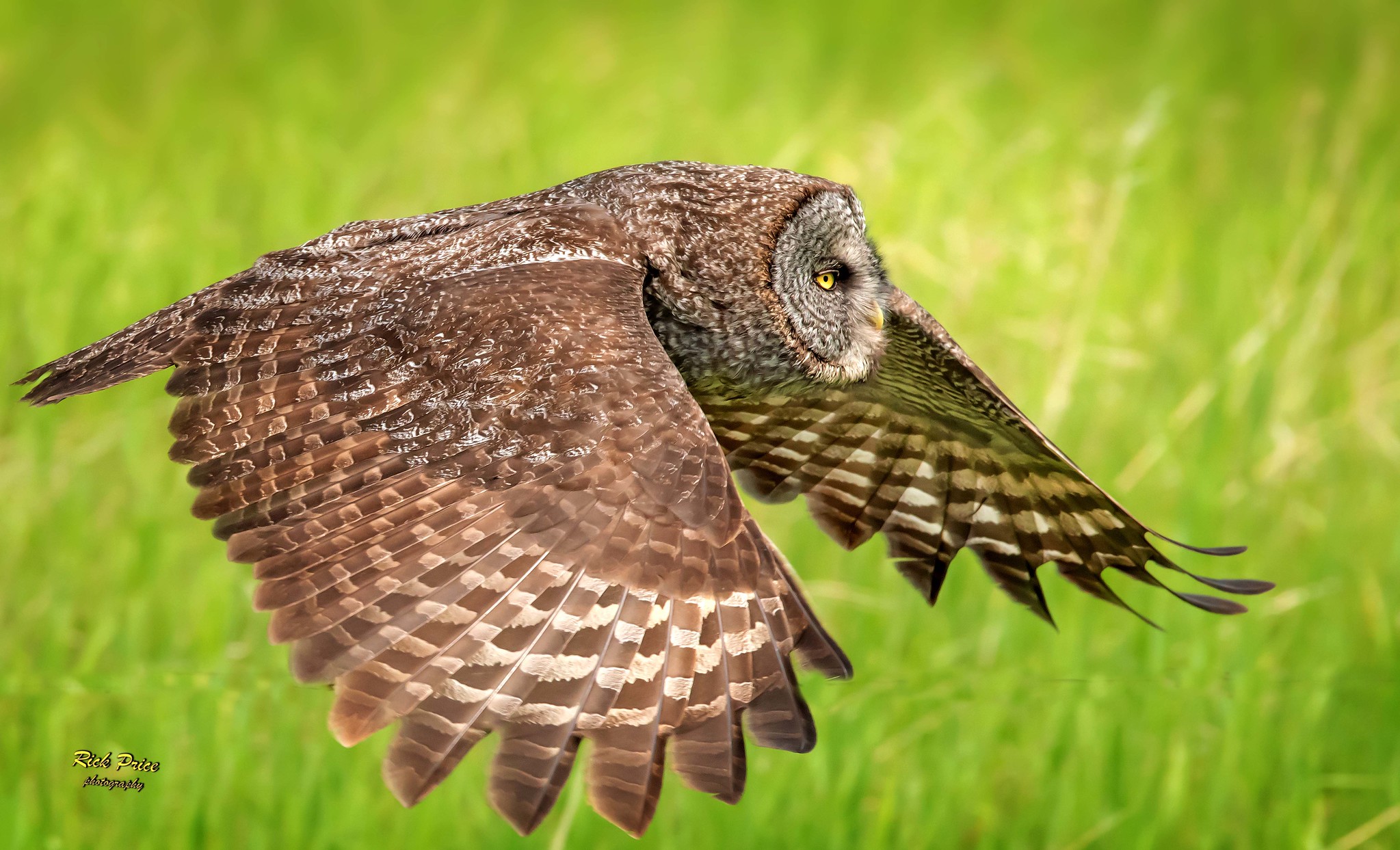 The great grey owl silently swoops! RICK PRICE