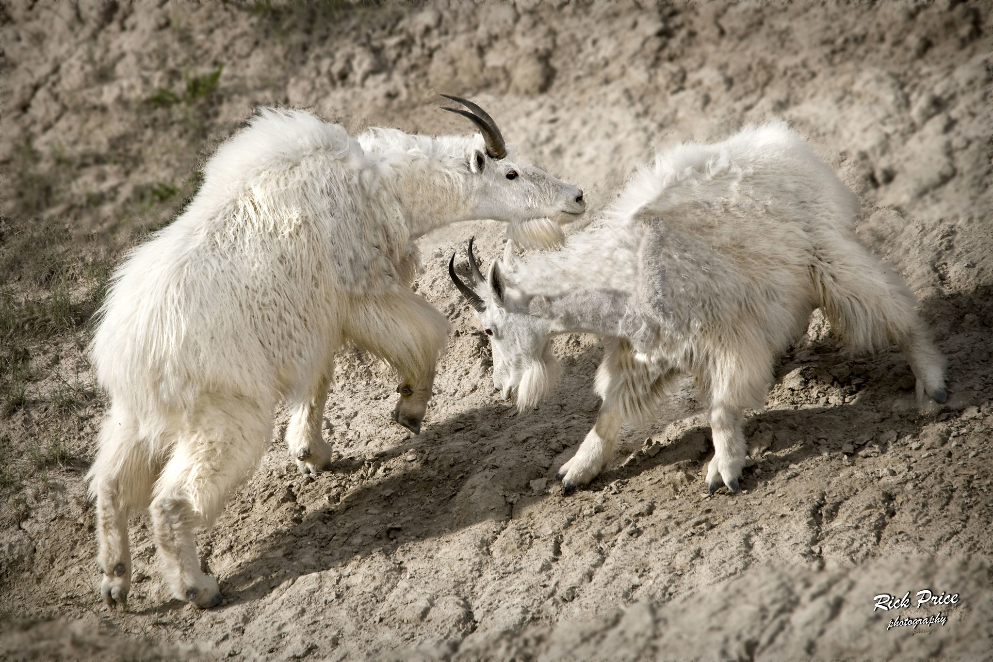 Mountain goats are amazing climbers! RICK PRICE