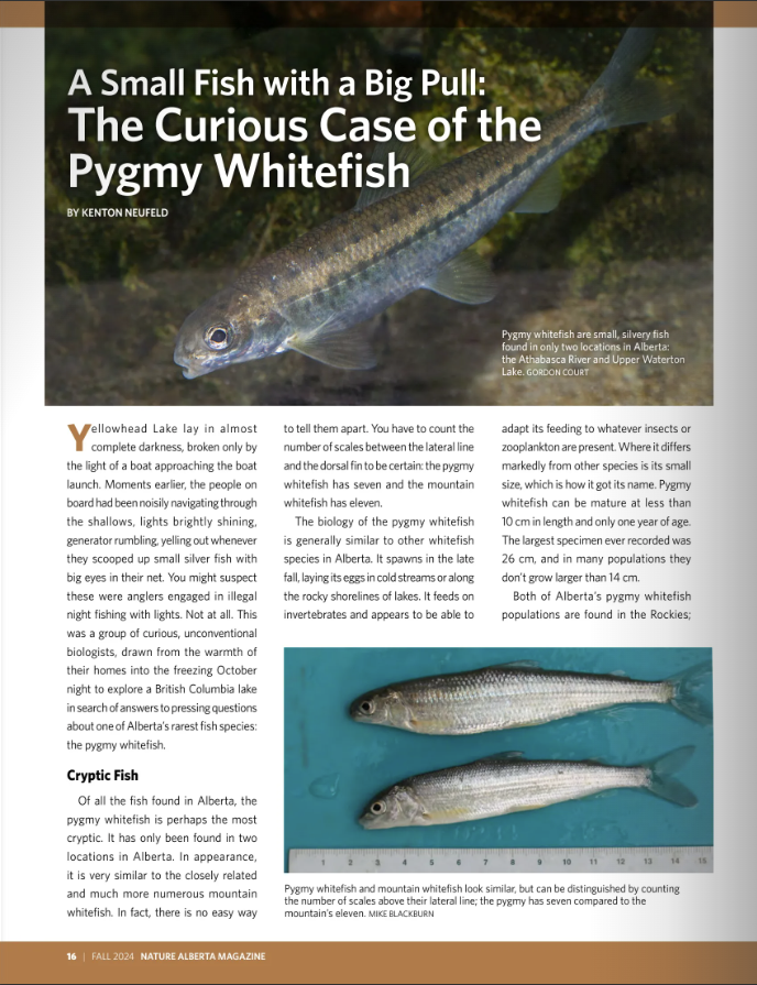 Pygmy Whitefish