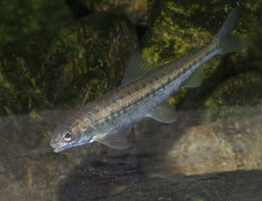 Pygmy whitefish are small silvery fish found in only two locations in Alberta: the Athabasca River and Upper Waterton Lake. GORDON COURT