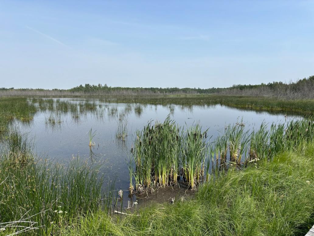 The Clifford E. Lee Nature Sanctuary preserves wetlands that are important for all sorts of different plants and animals. NICK CARTER