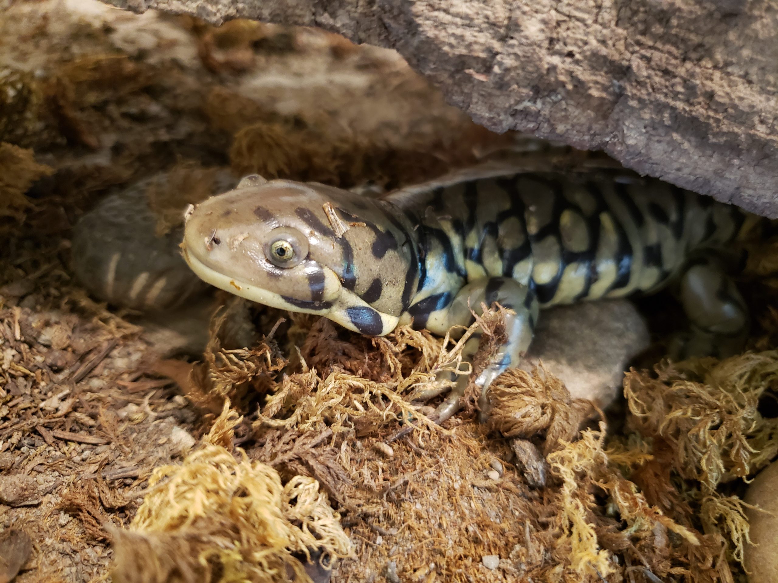 Tiger Salamander ALEXANDER MOROZOV