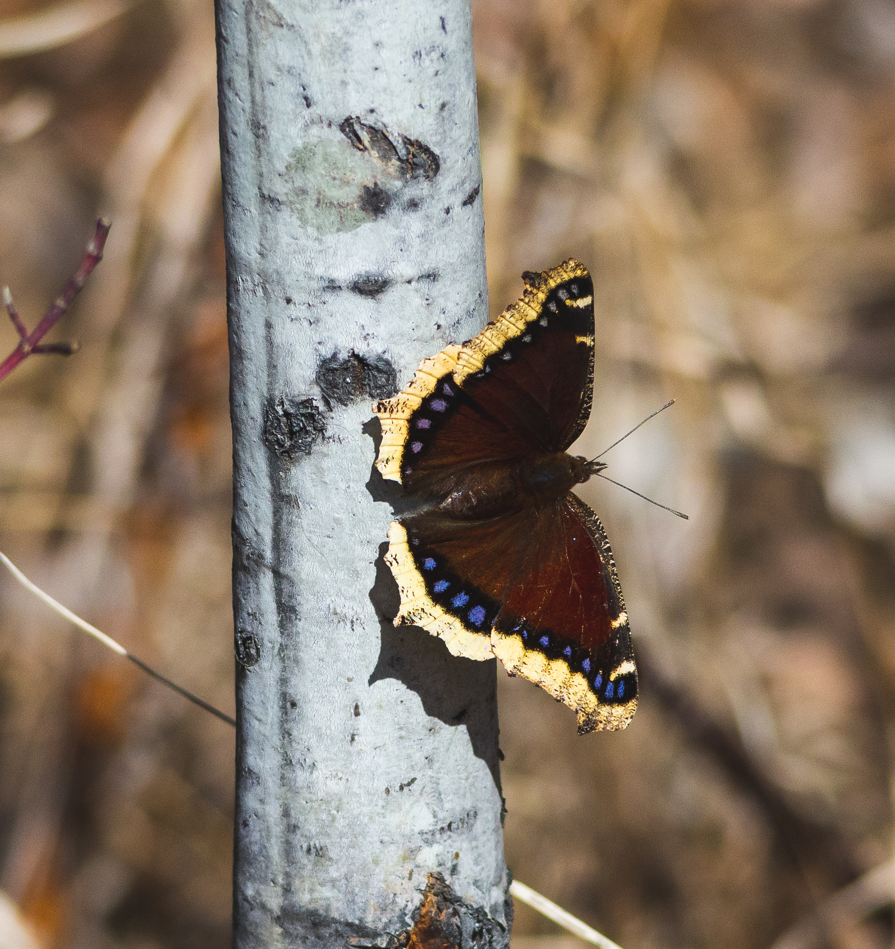 The mourning cloak spends the winter in hibernation as an adult, so it’s usually one of the last butterflies seen in the fall and one of the first seen in the spring! NICK CARTER