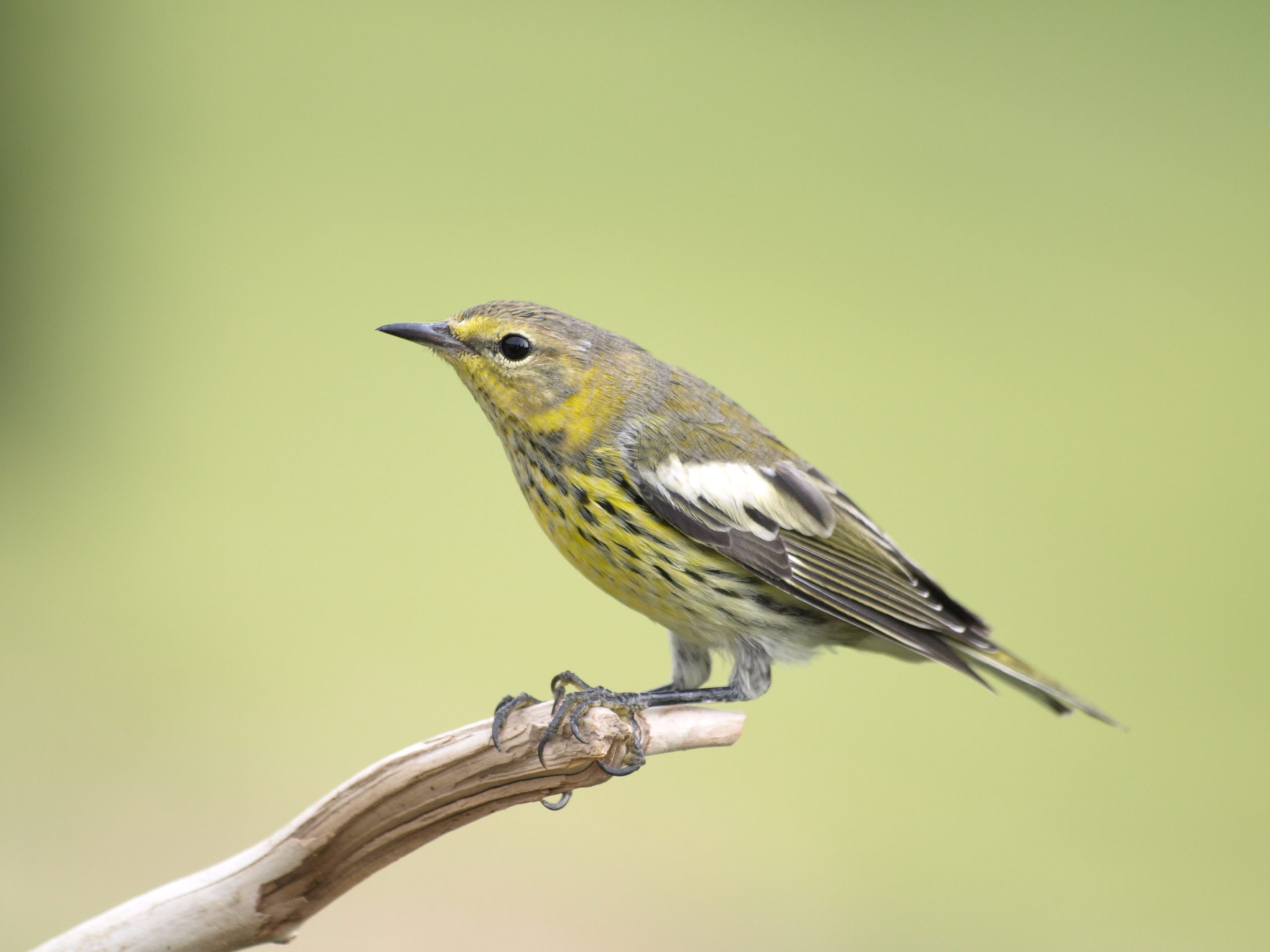 Alberta’s boreal forest provides habitat for more than 300 species of birds and serves as an essential breeding ground for millions of migratory birds each year, including long-distance migrants like the Cape May warbler. Debbie Godkin