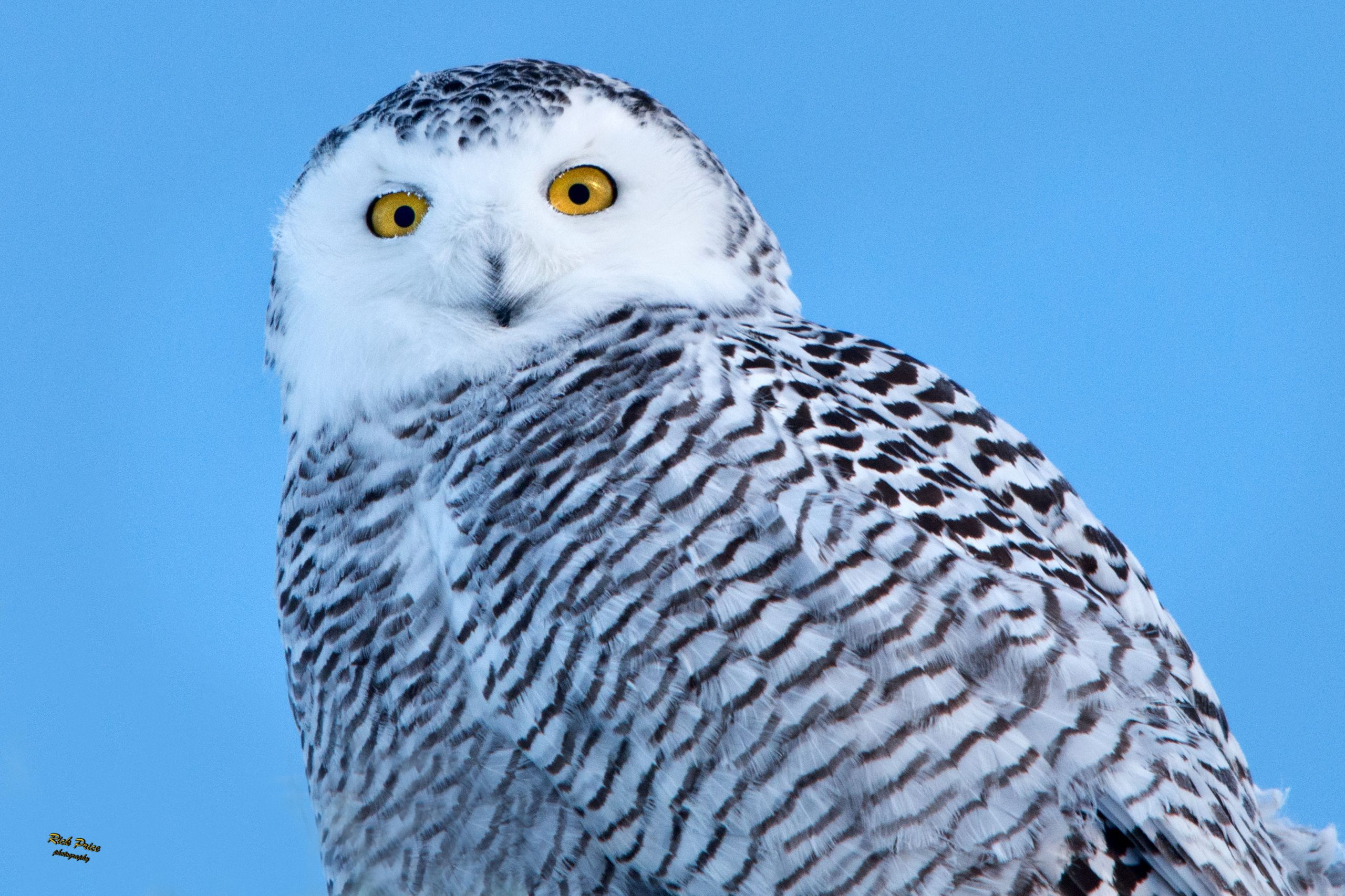 Snowy owls have brilliant yellow eyes with impeccable vision. RICK PRICE