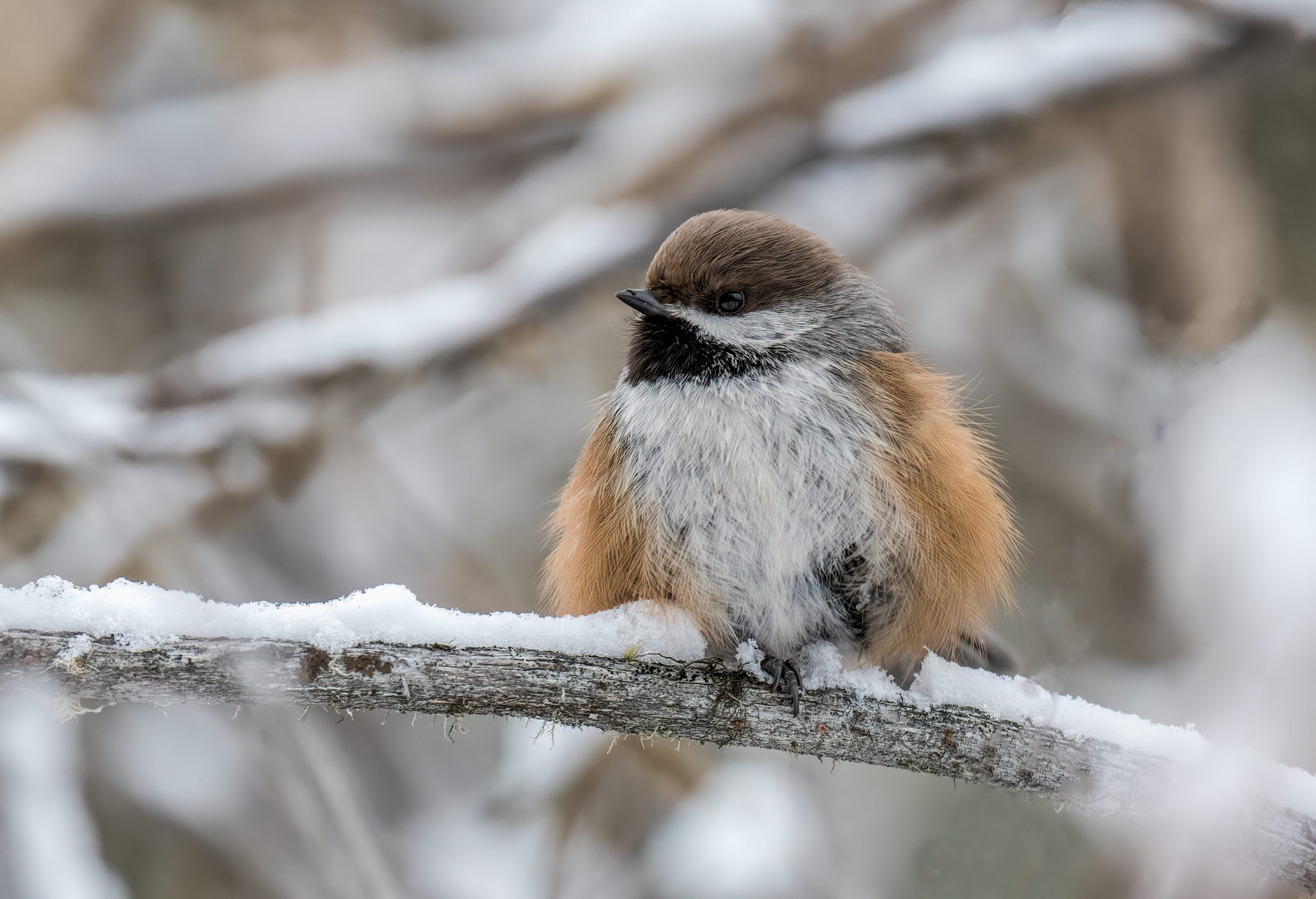 On cold winter days, small songbirds like this boreal chickadee will puff up their feathers to help keep themselves warm. BOB BOWHAY