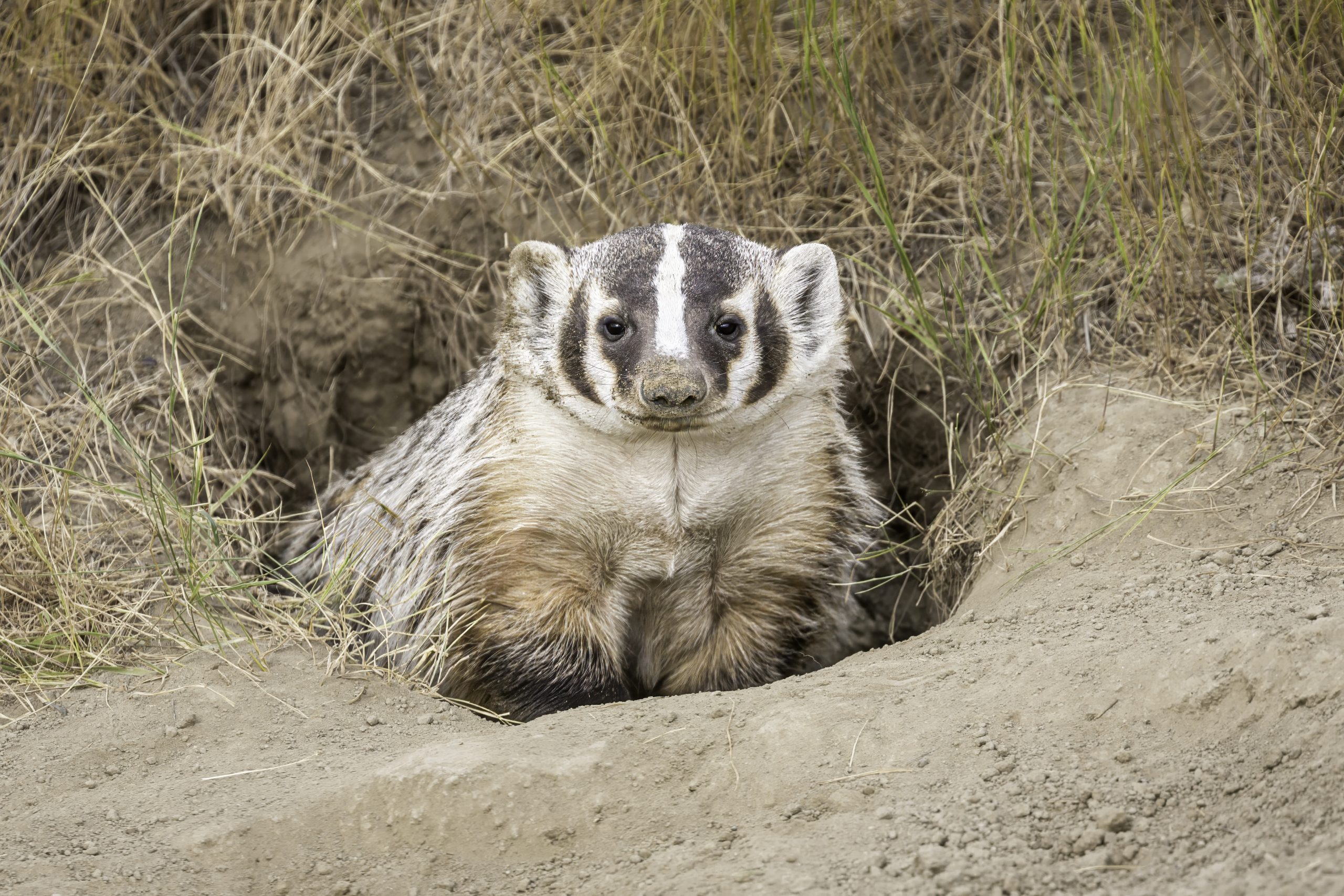 Badgers have distinct striped facial markings, with brown or blackish “badges” marking their cheeks and a white stripe extending from the nose to the base of the head. DRAGOMIR VUJNOVIC