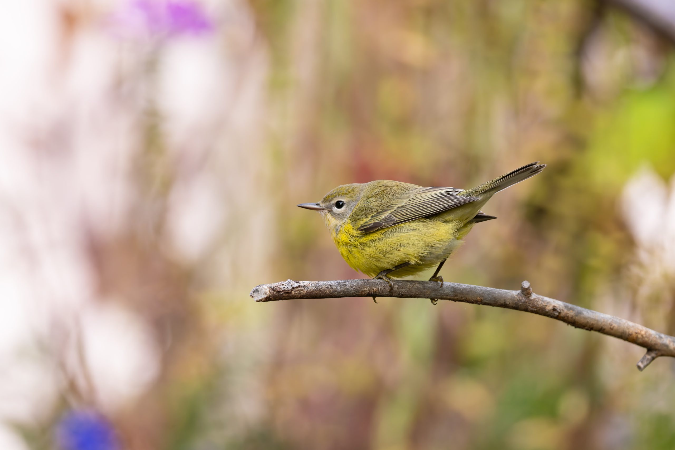 Despite its name, the prairie warbler is normally found only in southeastern North America, not the Alberta prairies. MELISSA PENNEY