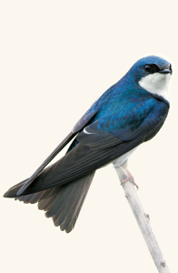 swallow