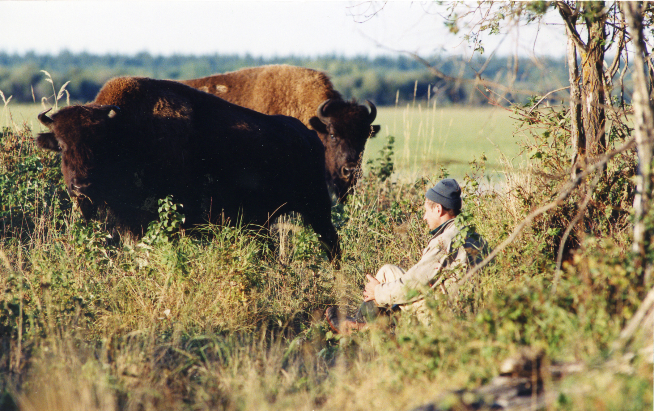 A remarkably close encounter between the author and the bison of Wood Buffalo National Park (WBNP). Lu Carbyn