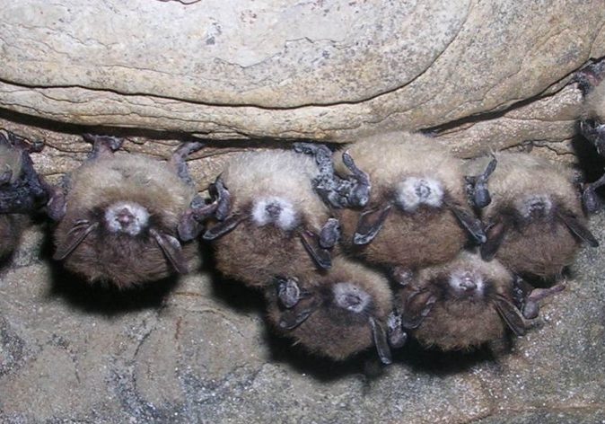 1 Bats with white-nose syndrome - N. Heaslip