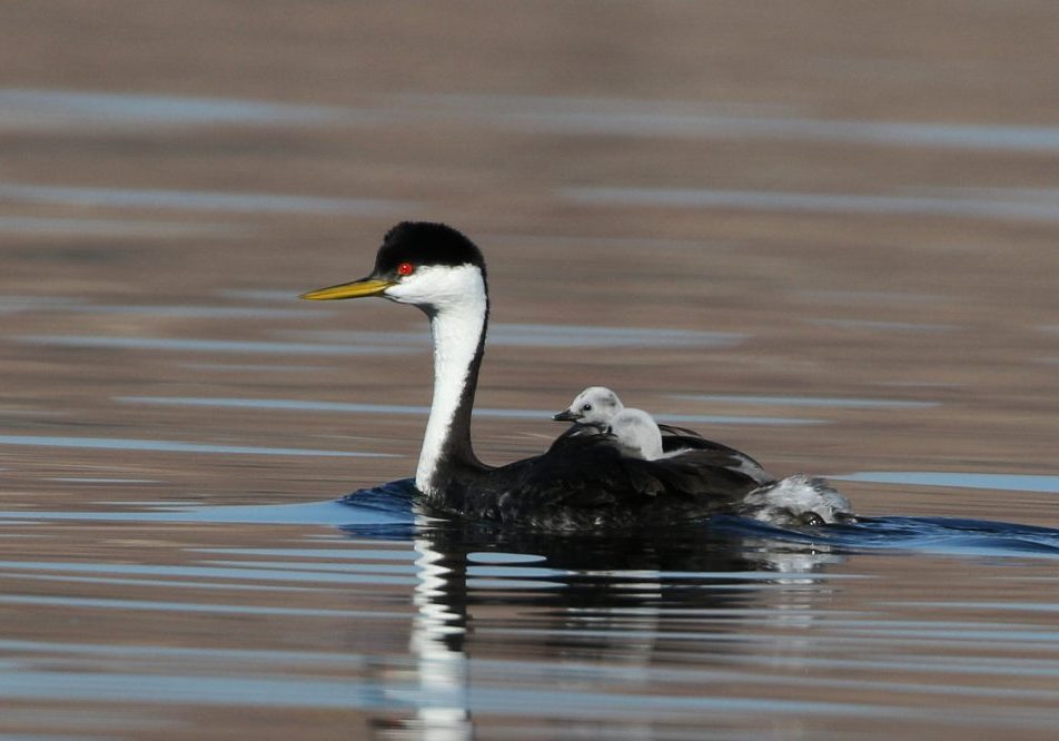The western grebe has a long, graceful neck, bright red eyes, and distinctive black and white colouration. TOM BENSON.