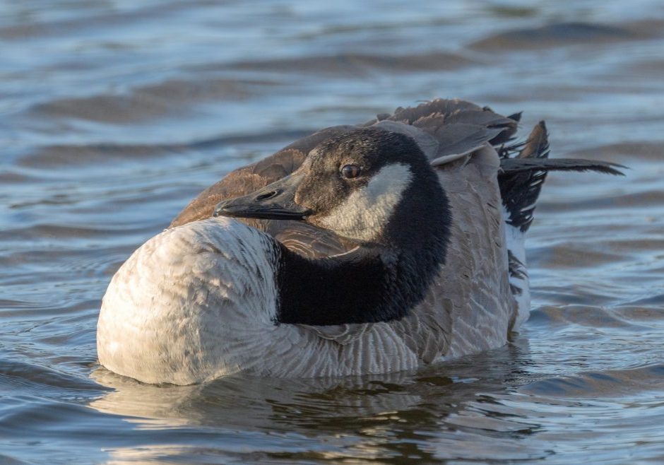 Geese were one of the main groups affected by avian flu. This Canada goose is infected and exhibits a weak neck and clouded eye. CLIVE SHAUPMEYER