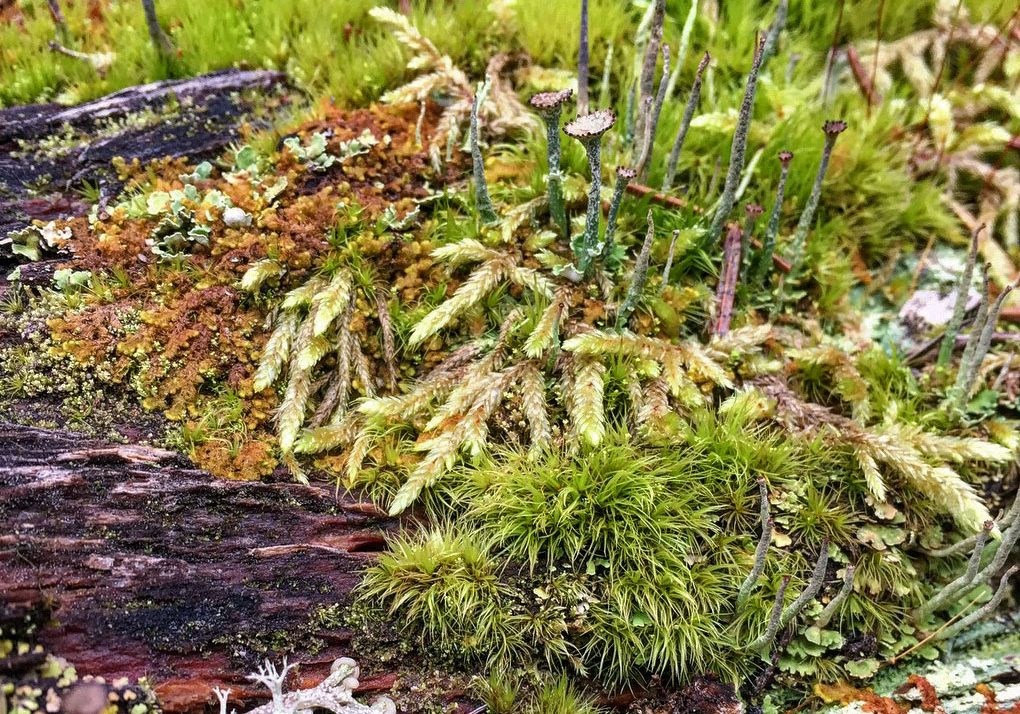 Mosses and liverworts growing in harmony
on a decaying log. BRITTNEY MILLER