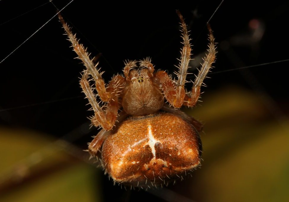 2 Cat-faced_Spider_-_Araneus_gemmoides,_Coldstream,_British_Columbia_- Judy Gallagher