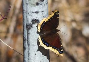 The mourning cloak spends the winter in hibernation as an adult, so it’s usually one of the last butterflies seen in the fall and one of the first seen in the spring! NICK CARTER