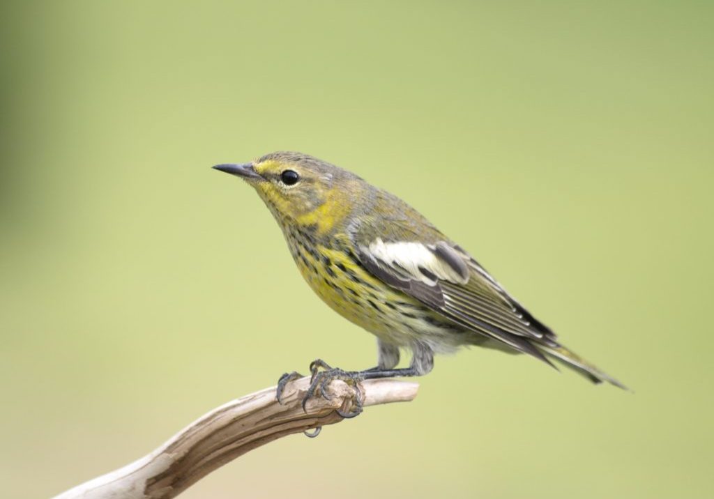 Alberta’s boreal forest provides habitat for more than 300 species of birds and serves as an essential breeding ground for millions of migratory birds each year, including long-distance migrants like the Cape May warbler. Debbie Godkin