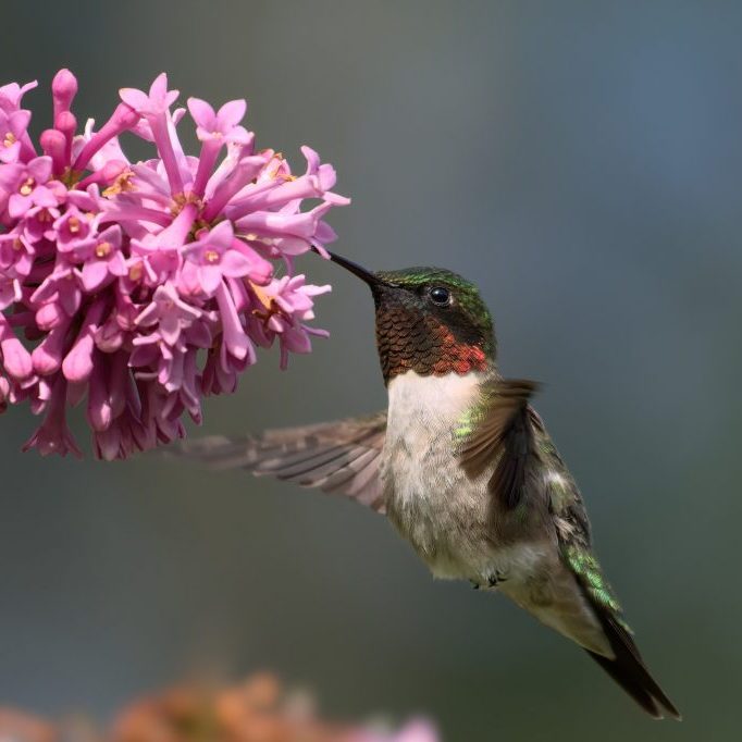3b. Ruby-throated hummingbird 2538 - R Schneider