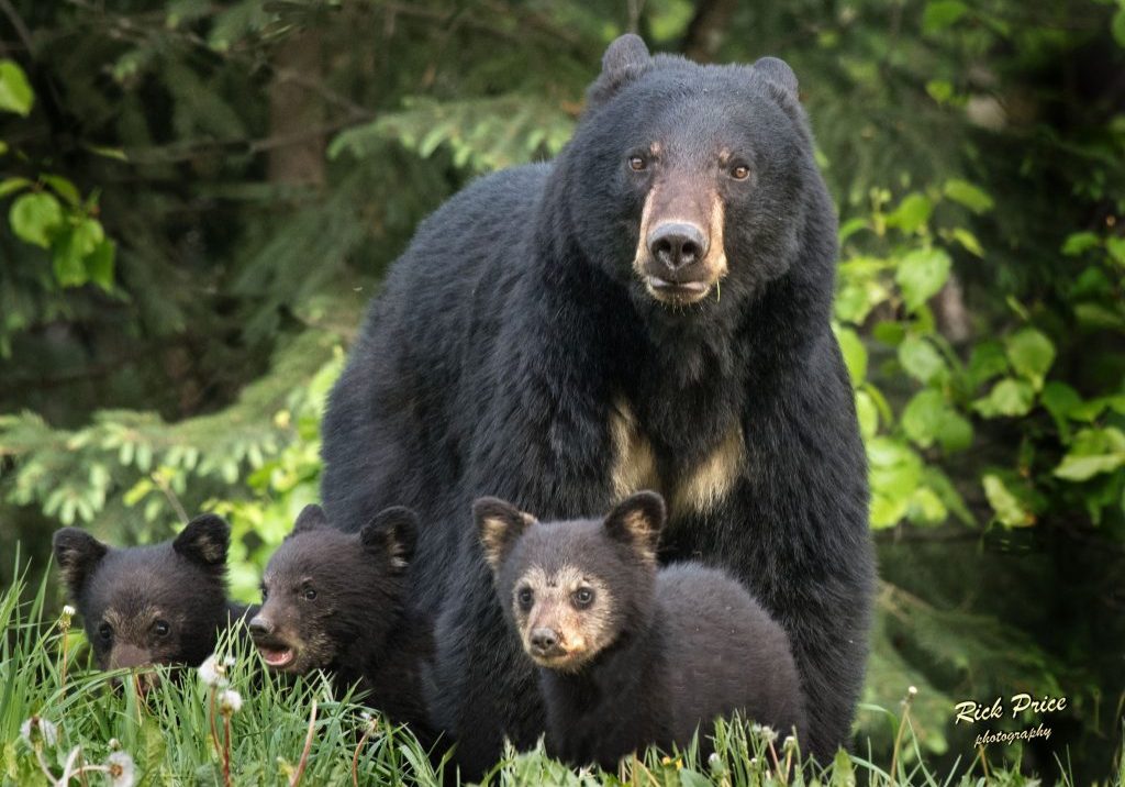 Black bears typically give birth to multiple young, and triplets are not uncommon. RICK PRICE