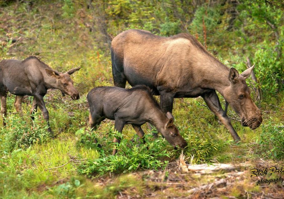 Hunting quotas for big game such as moose should be derived from evidence-based field
surveys, not manipulated to appease special interests. RICK PRICE