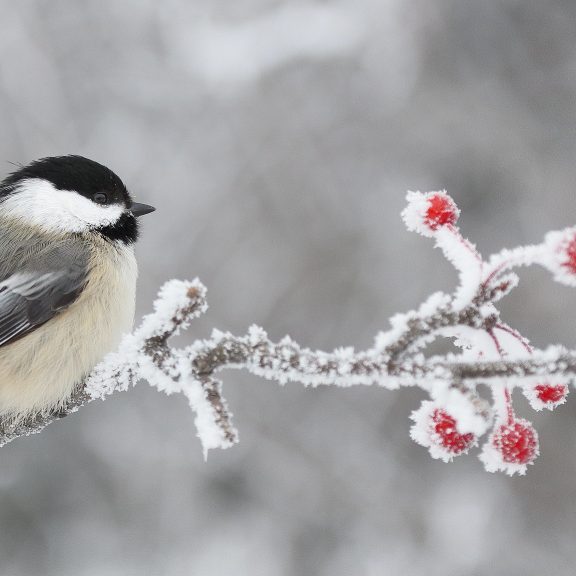 NAHome - Nature Alberta