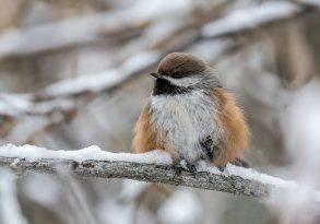 On cold winter days, small songbirds like this boreal chickadee will puff up their feathers to help keep themselves warm. BOB BOWHAY