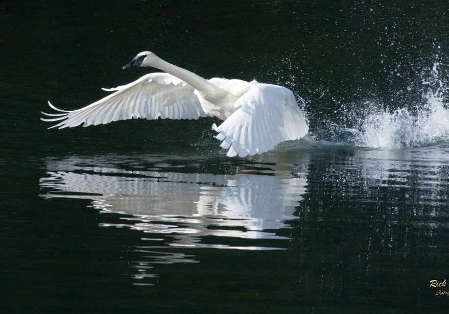 6 Trumpeter swan takeoff - Rick Price