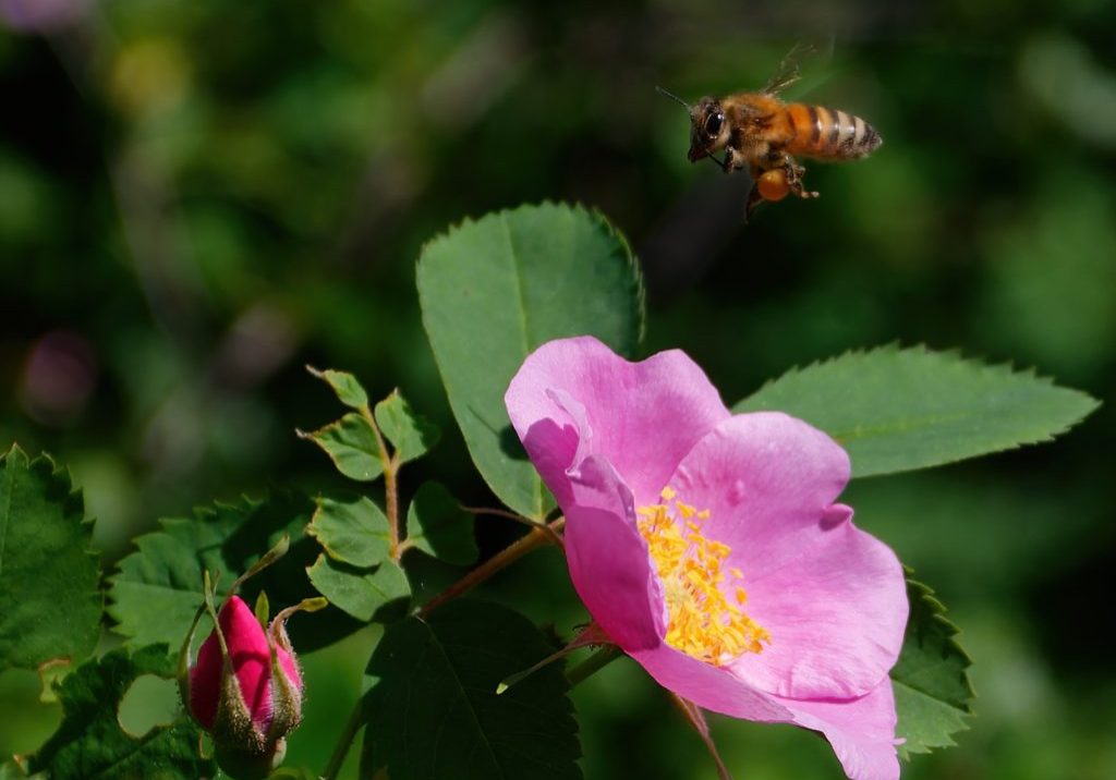Honey bee (Apis mellifera) on wild rose. RICHARD SCHNEIDER