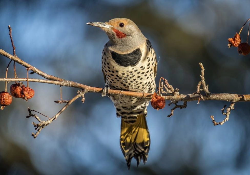 A hybrid northern flicker. Note the yellow tail feathers combined with a red malar stripe instead of a black moustache. TONY LEPRIEUR