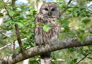 Barred Owl by Doris May