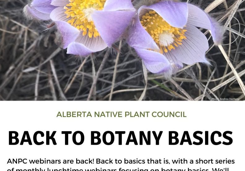 Back to Botany Basics