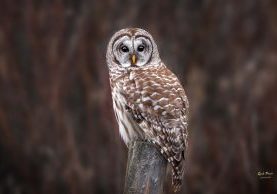 Barred Owl by Rick Price