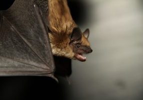 Big brown bat -Cory_Olson